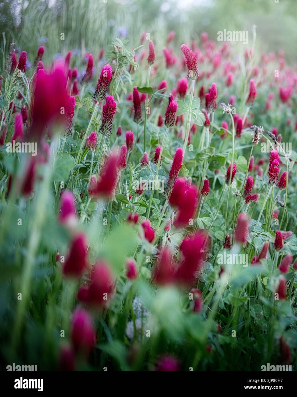 Trèfle rose italien sauvage entouré d'herbe verte fraîche. Trèfle pourpre rose et herbe verte Banque D'Images