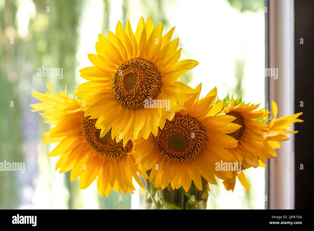 Un beau bouquet de tournesols dans un vase en verre sur la fenêtre. Banque D'Images