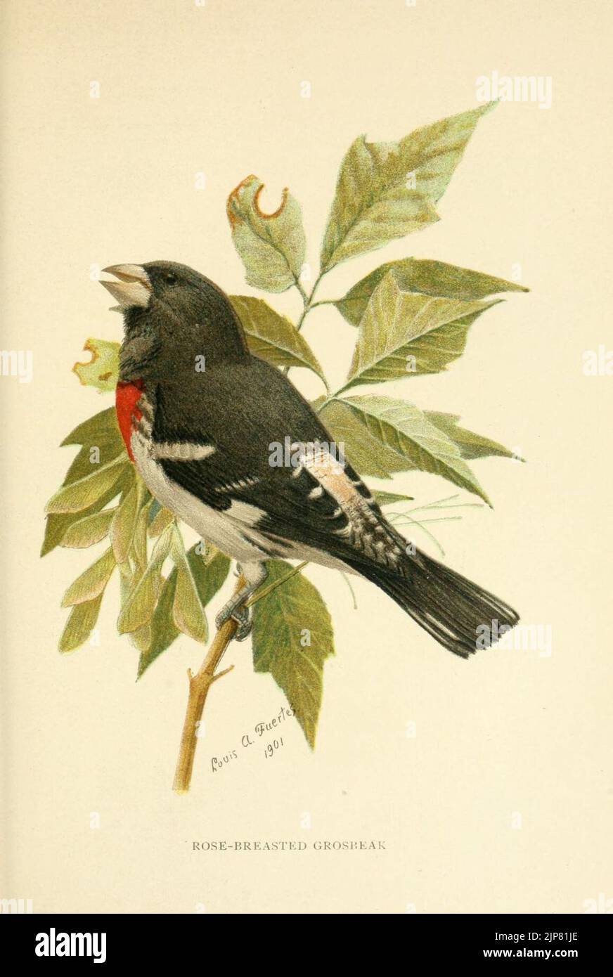Le deuxième livre d'oiseaux (Pl. 11) (6959761424) Banque D'Images