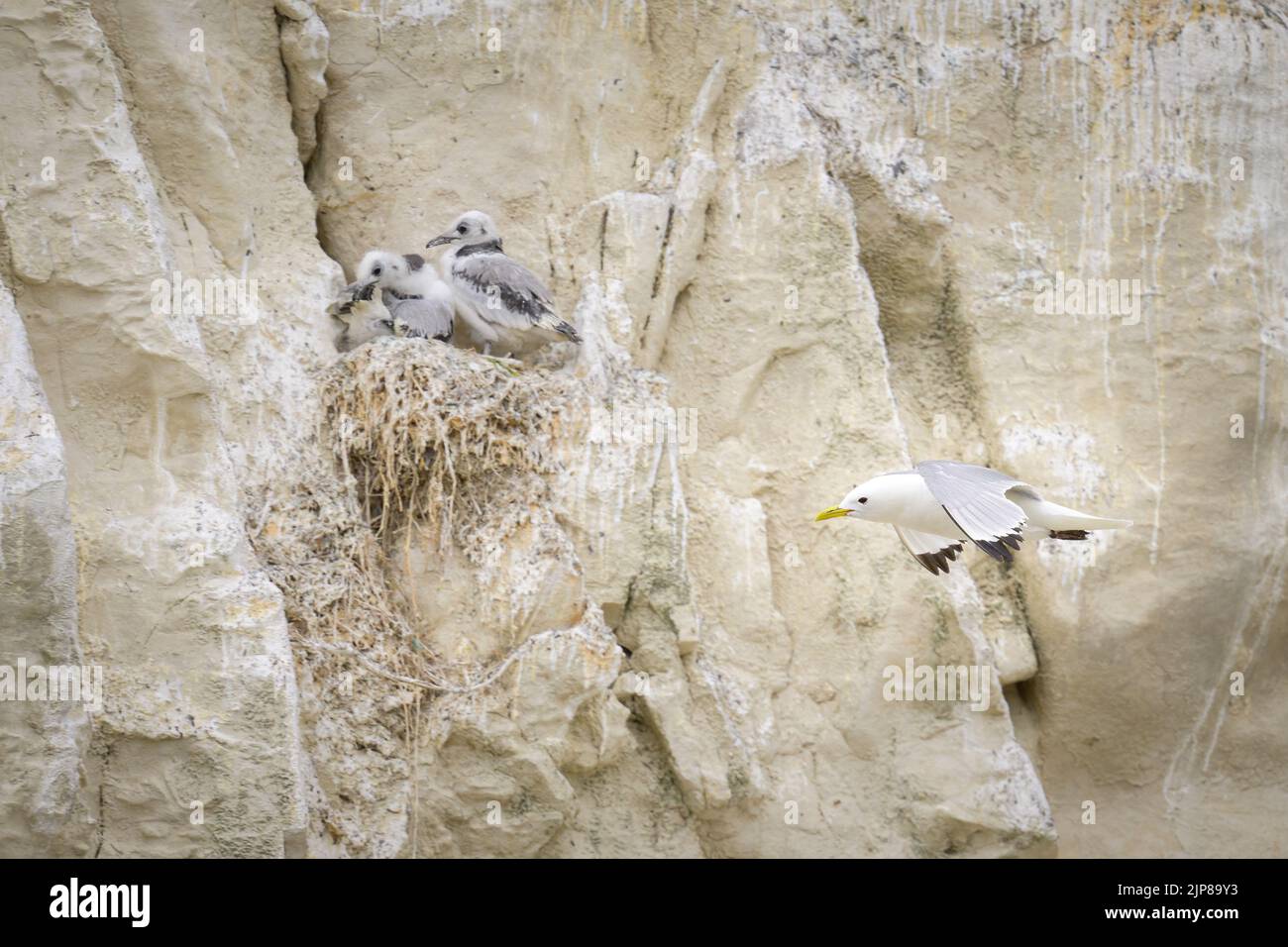 Un kittiwake à pattes noires en vol devant les falaises, niche avec de jeunes oiseaux en arrière-plan Banque D'Images