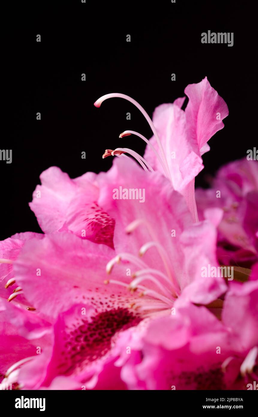 Gros plan de fleurs roses de Rhododendron ferrugineum sur fond noir Banque D'Images