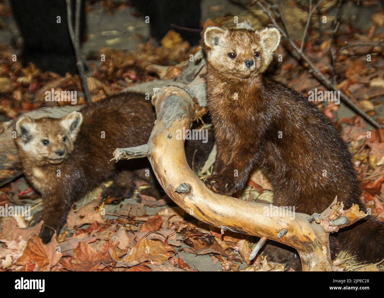 Morten américain (Martes americana) animal farci au Musée d'histoire naturelle de Haines, Alaska Banque D'Images