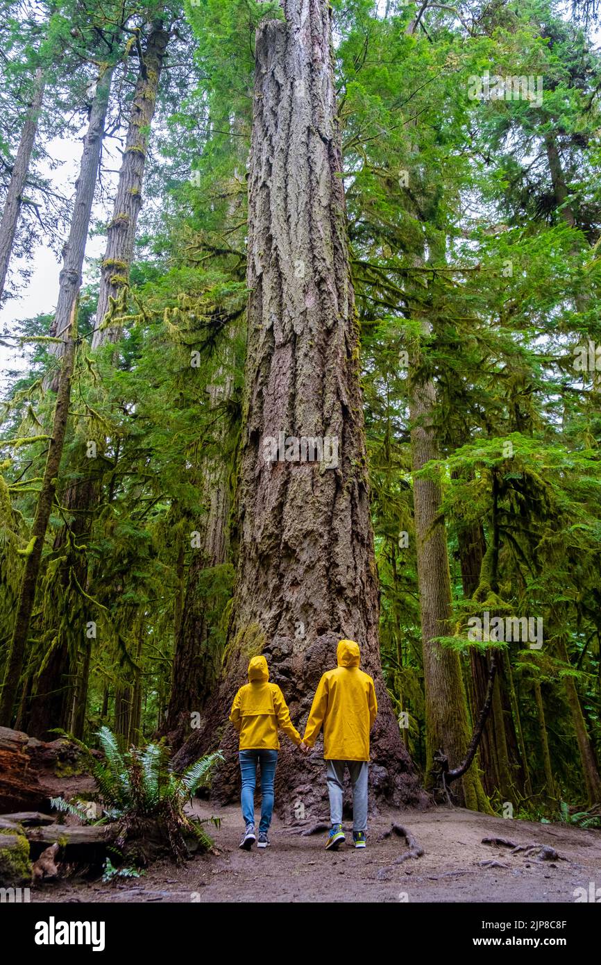 Parc Cathedral Grove Île de Vancouver Forêt du Canada avec d'énormes Douglas et des gens dans un manteau de pluie jaune, et des manteaux de pluie. L'île de Vancouver est une forêt tropicale avec d'énormes forêts. Banque D'Images