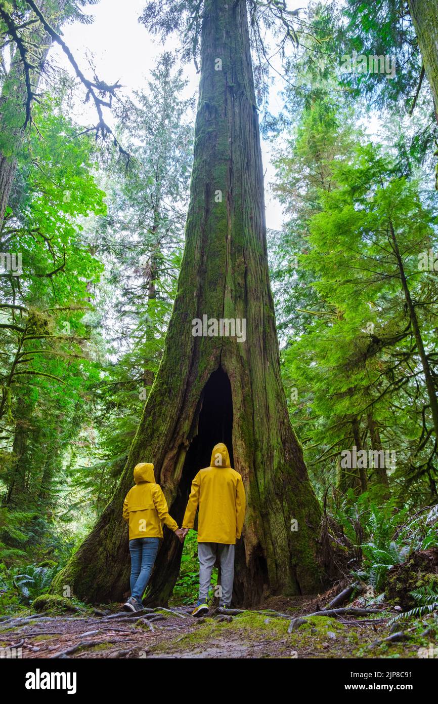 Parc Cathedral Grove Île de Vancouver Forêt du Canada avec d'énormes Douglas et des gens dans un manteau de pluie jaune, et des manteaux de pluie. L'île de Vancouver est une forêt tropicale avec d'énormes forêts. Banque D'Images