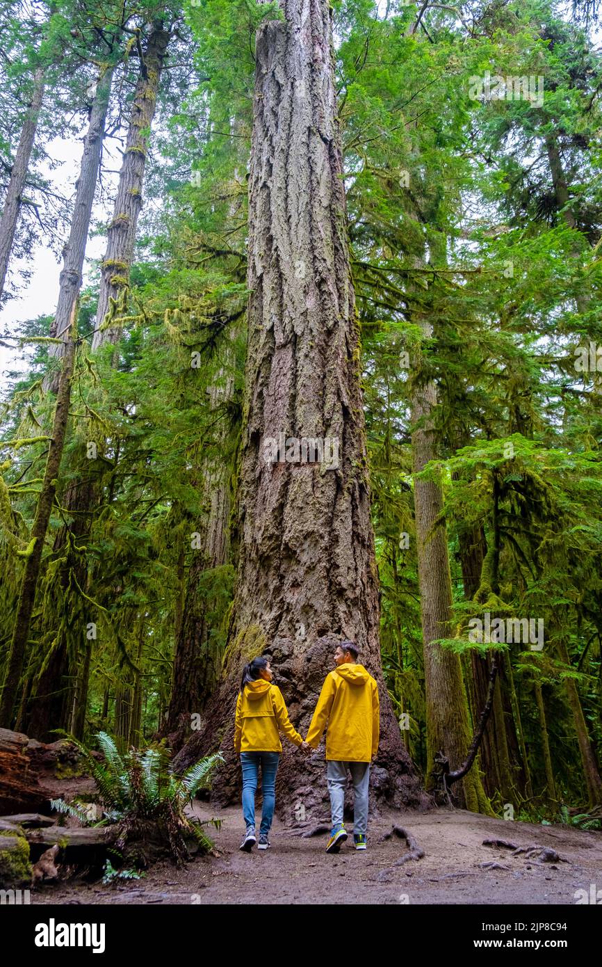 Parc Cathedral Grove Île de Vancouver Forêt du Canada avec d'énormes Douglas et des gens dans un manteau de pluie jaune, et des manteaux de pluie. L'île de Vancouver est une forêt tropicale avec d'énormes forêts. Banque D'Images