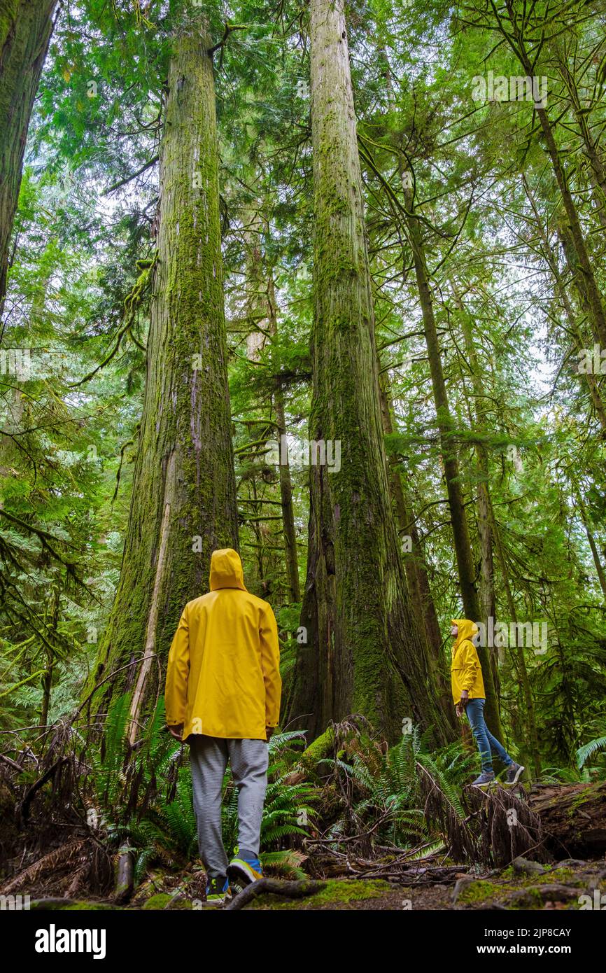 Parc Cathedral Grove Île de Vancouver Forêt du Canada avec d'énormes Douglas et des gens dans un manteau de pluie jaune, et des manteaux de pluie. L'île de Vancouver est une forêt tropicale avec d'énormes forêts. Banque D'Images