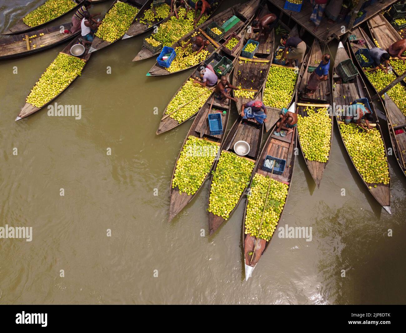 Barisal, Barisal, Bangladesh. 16th août 2022. Un marché flottant de la goyave dans le sud du district de Barisal, connu sous le nom de ''la Venise du Bengale'', est maintenant en effervescence avec les acheteurs et les vendeurs à Swarupkathi, Barisal, Bangladesh, alors que la récolte de la goyave est à son apogée. Il y a des centaines de bateaux remplis de goyave et tous les métiers se produisent sur des bateaux. Les guavas sont cultivés dans des vergers qui s'assoient le long de la rivière et sont transportés par des bateaux vers le marché car l'utilisation des bateaux réduit les coûts de transport pour les agriculteurs. Barisal est surtout connu pour la Guava, surnommée la « pomme du Bengale ». Vers 1 Banque D'Images