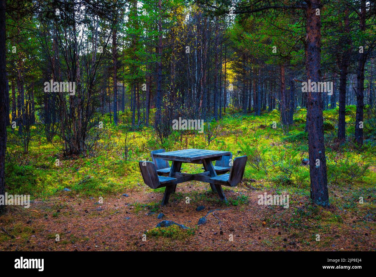 Table de pique-nique en bois dans une forêt Banque D'Images