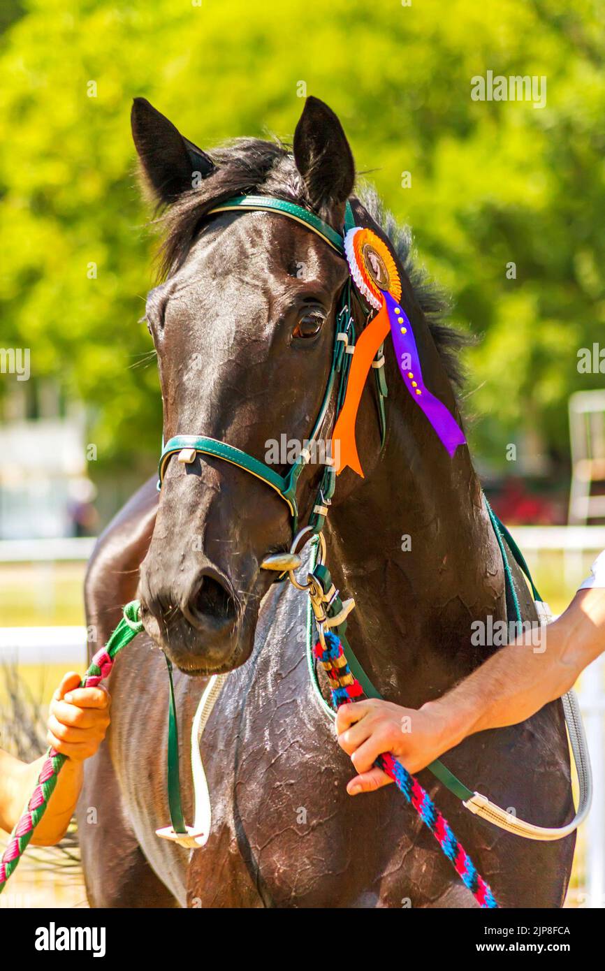 Portrait de beau cheval brun de race, Nord du Caucase Banque D'Images