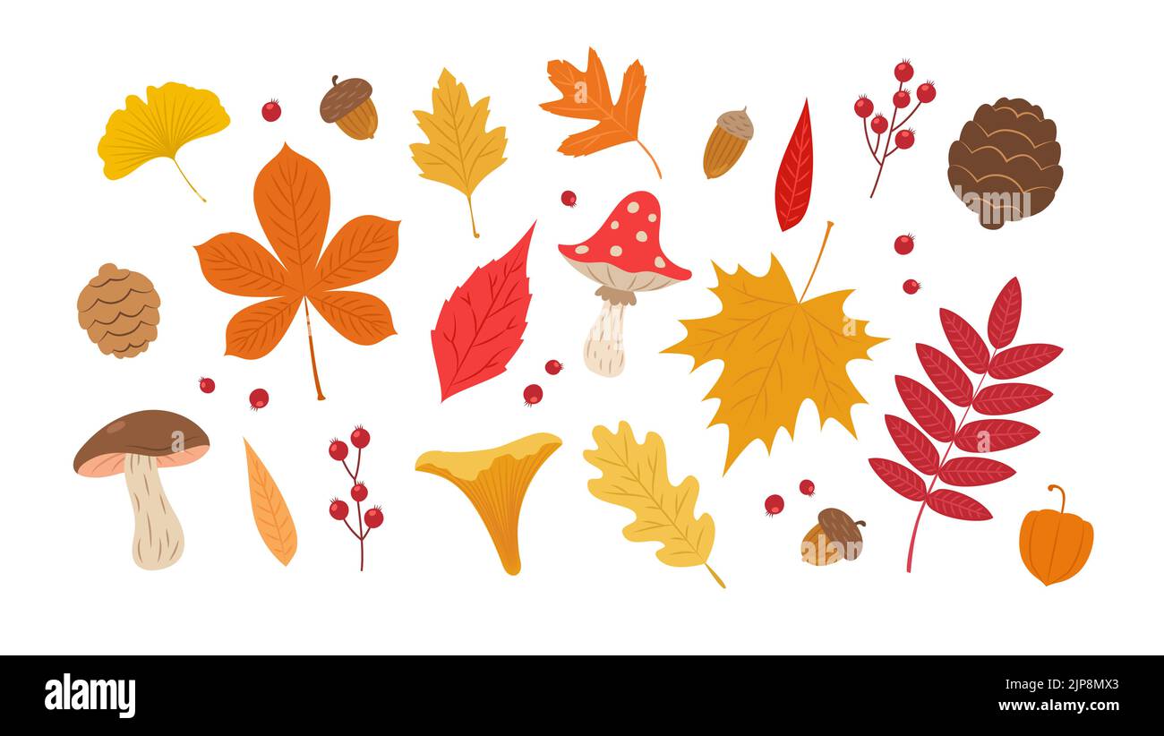 Feuilles d'automne. Mignons feuilles, champignons, baies et glands. Illustration vectorielle des éléments saisonniers de l'automne Illustration de Vecteur
