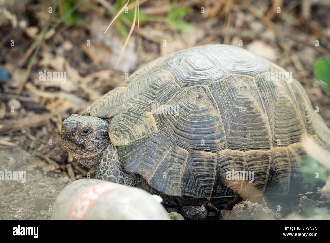 Tortue marchant sur l'herbe, gros plan. Banque D'Images