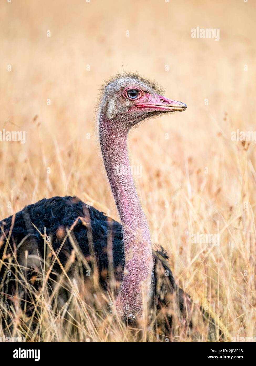 Autruche mâle en herbe sur le Maasai Mara, Kenya, Afrique de l'est Banque D'Images