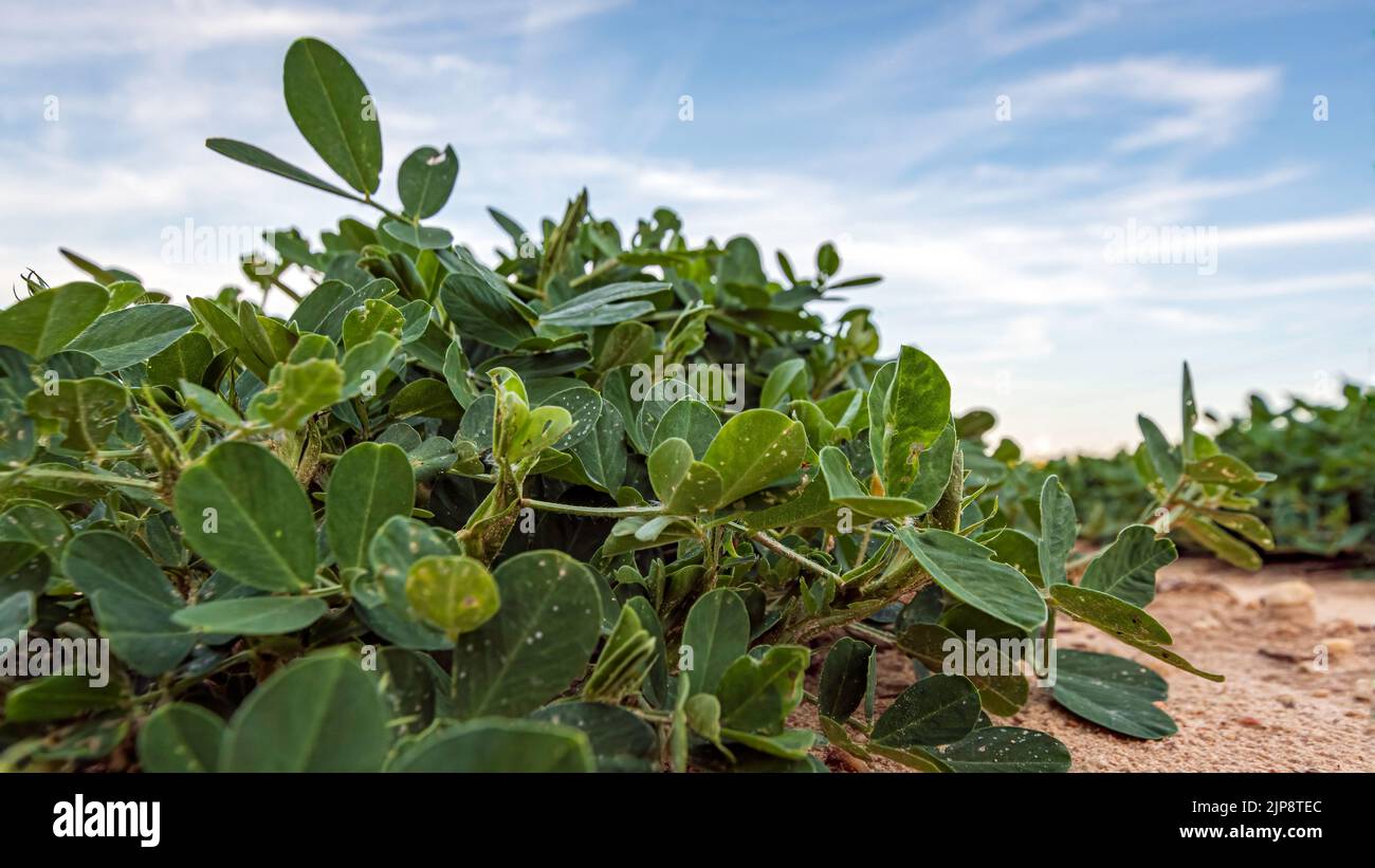 Bannière Web d'un gros plan à faible angle de plants d'arachides (Arachis hypogaea) poussant dans un champ à ciel bleu. Banque D'Images