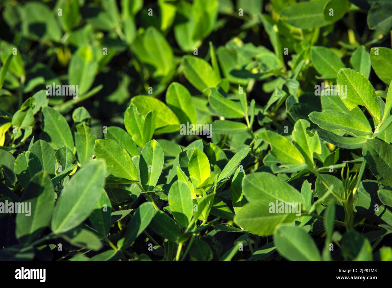 Gros plan des plants d'arachides (Arachis hypogaea) qui poussent dans un champ du sud de la Géorgie. Banque D'Images