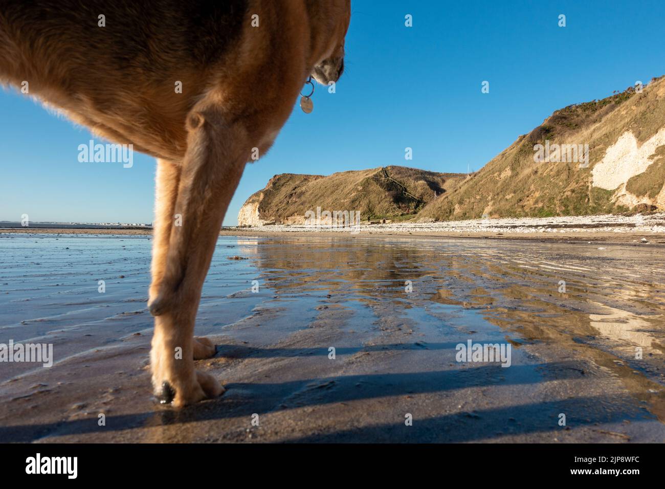 Chien sur une plage qui accepte les chiens, South Landing, Flamborough, East Riding of Yorkshire, Angleterre, Royaume-Uni Banque D'Images
