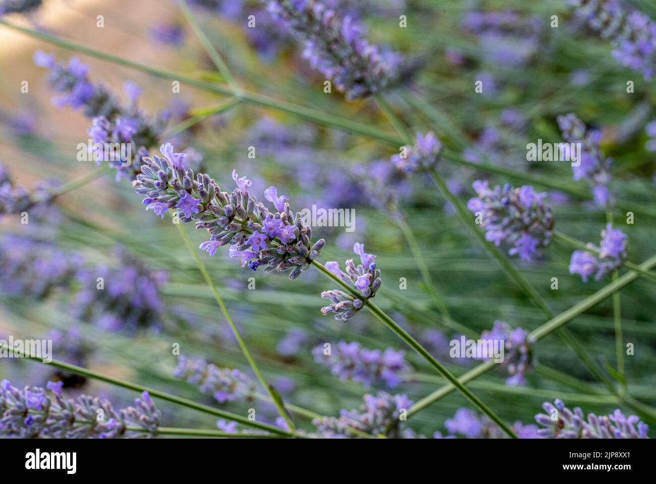 arrose de lavande en pleine croissance dans le jardin Banque D'Images