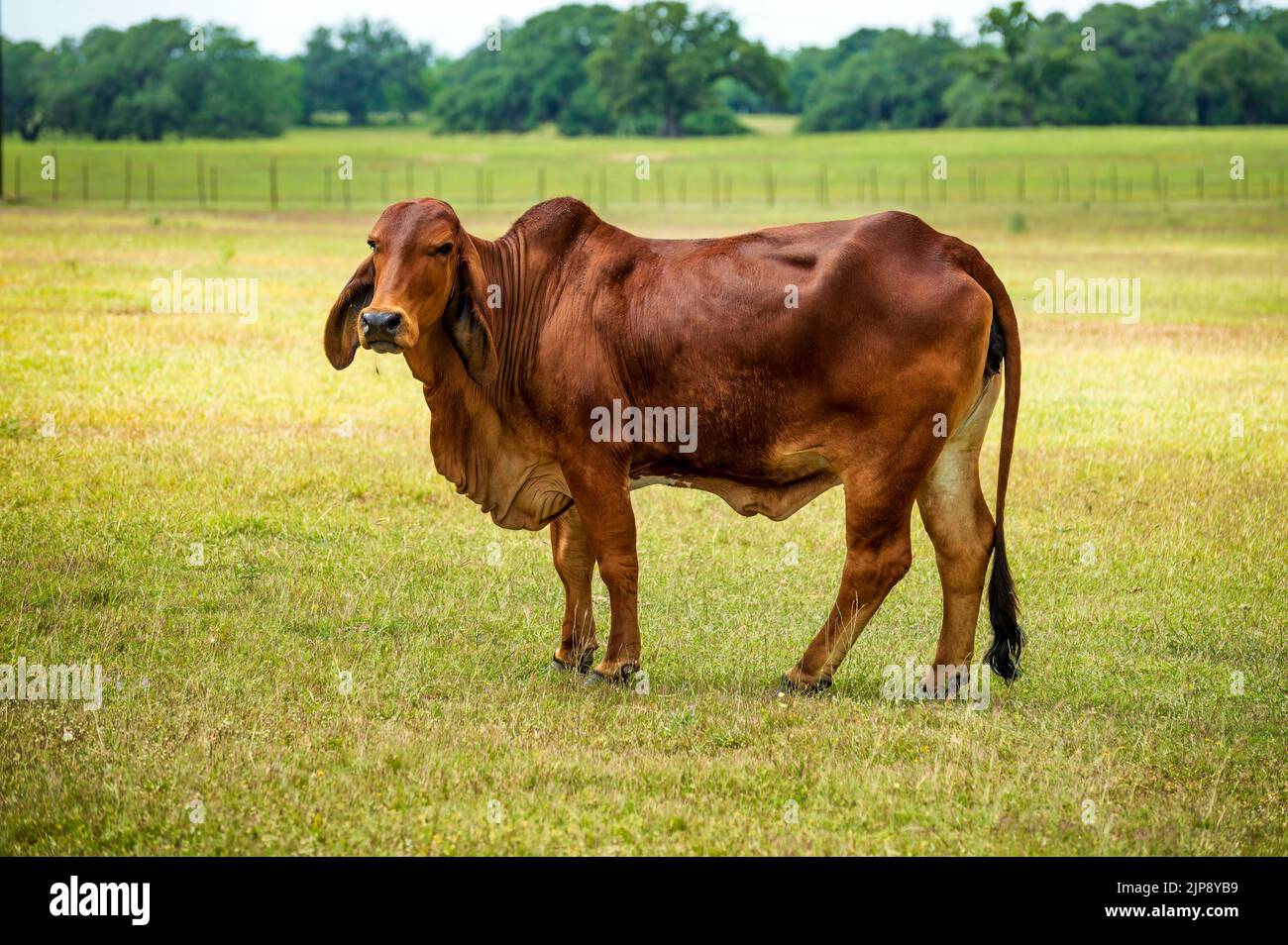 Taureau de bœuf braham américain brunâtre dans un pâturage vert. Banque D'Images