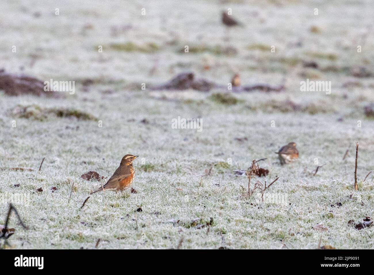 Faune du Royaume-Uni : un petit troupeau de redwing, Turdus iliacus, se fourragent dans un champ gelé par un hiver froid, West Yorkshire, Angleterre Banque D'Images