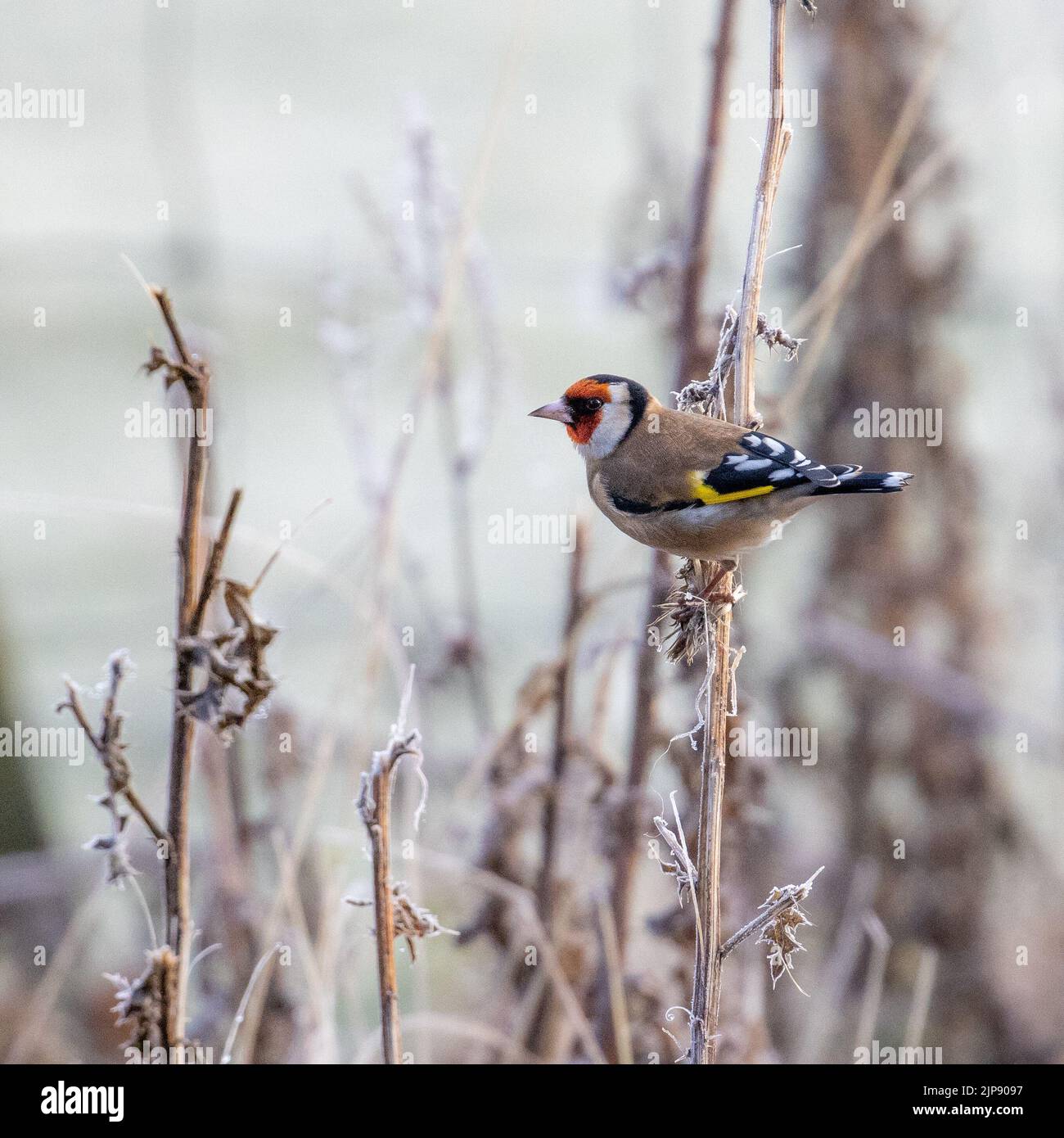 Goldfinch - Carduelis carduelis - en hiver, perching sur des thistles recouverts de gel, Yorkshire, Angleterre, Royaume-Uni Banque D'Images