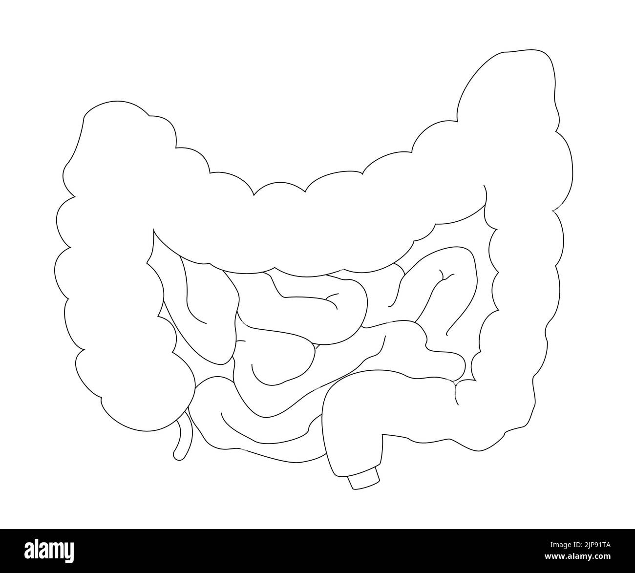 Diagramme médical de l'intestin dans un style réaliste avec des ombres et des reflets. Concept d'anatomie humaine pour une utilisation pédagogique ou pharmaceutique Illustration de Vecteur