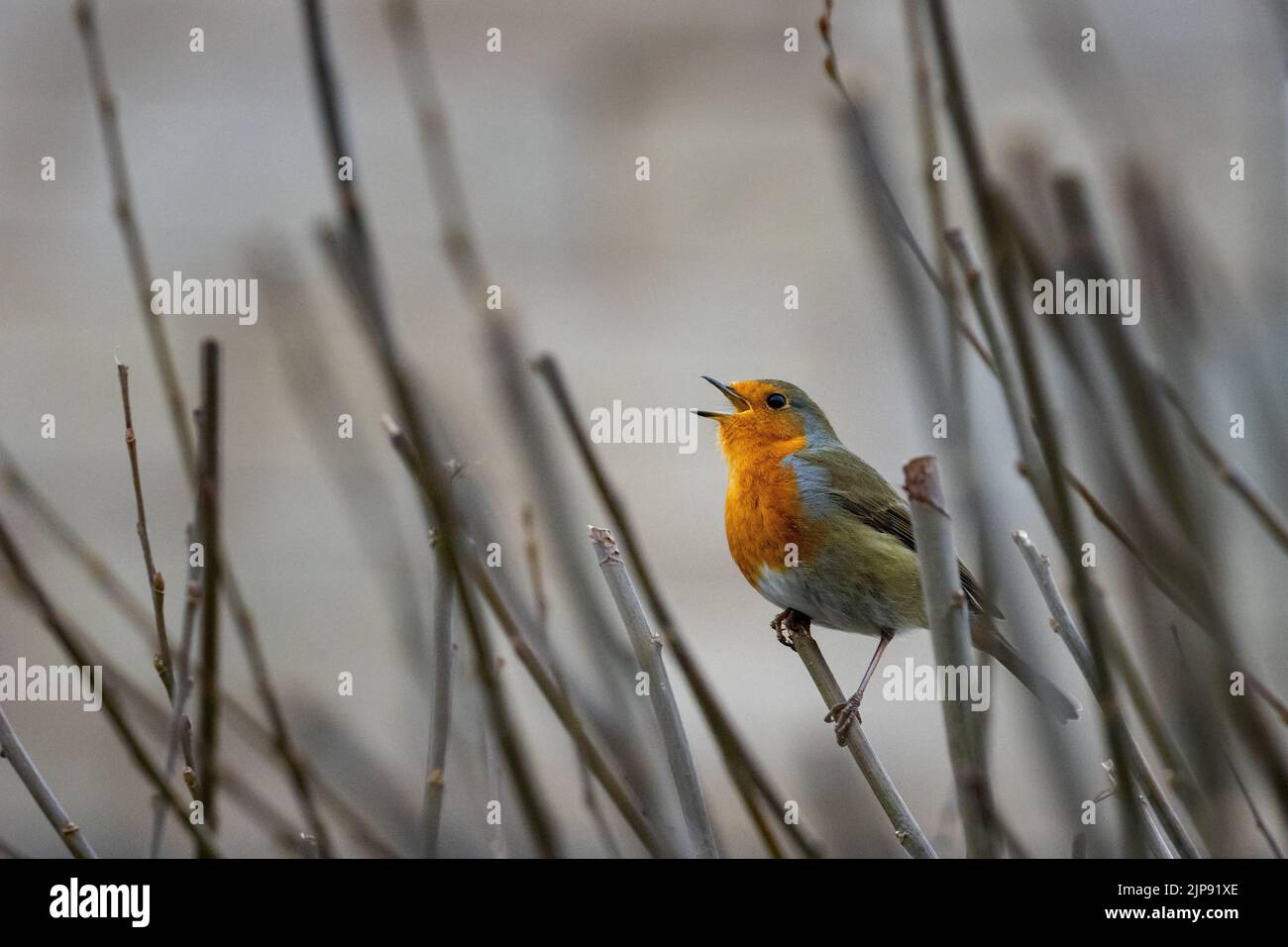 Faune britannique : Robin, erithacus rubecula, chantant d'un hedgerow à feuilles caduques qui a été coupé, West Yorkshire, Angleterre Banque D'Images