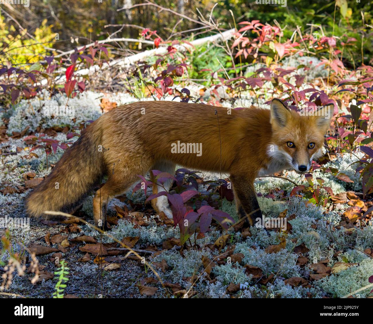 Vue latérale du renard roux debout sur un sol de mousse avec un fond forestier montrant la queue de renard broussaillée dans son environnement et son habitat environnant.Fox image. Banque D'Images