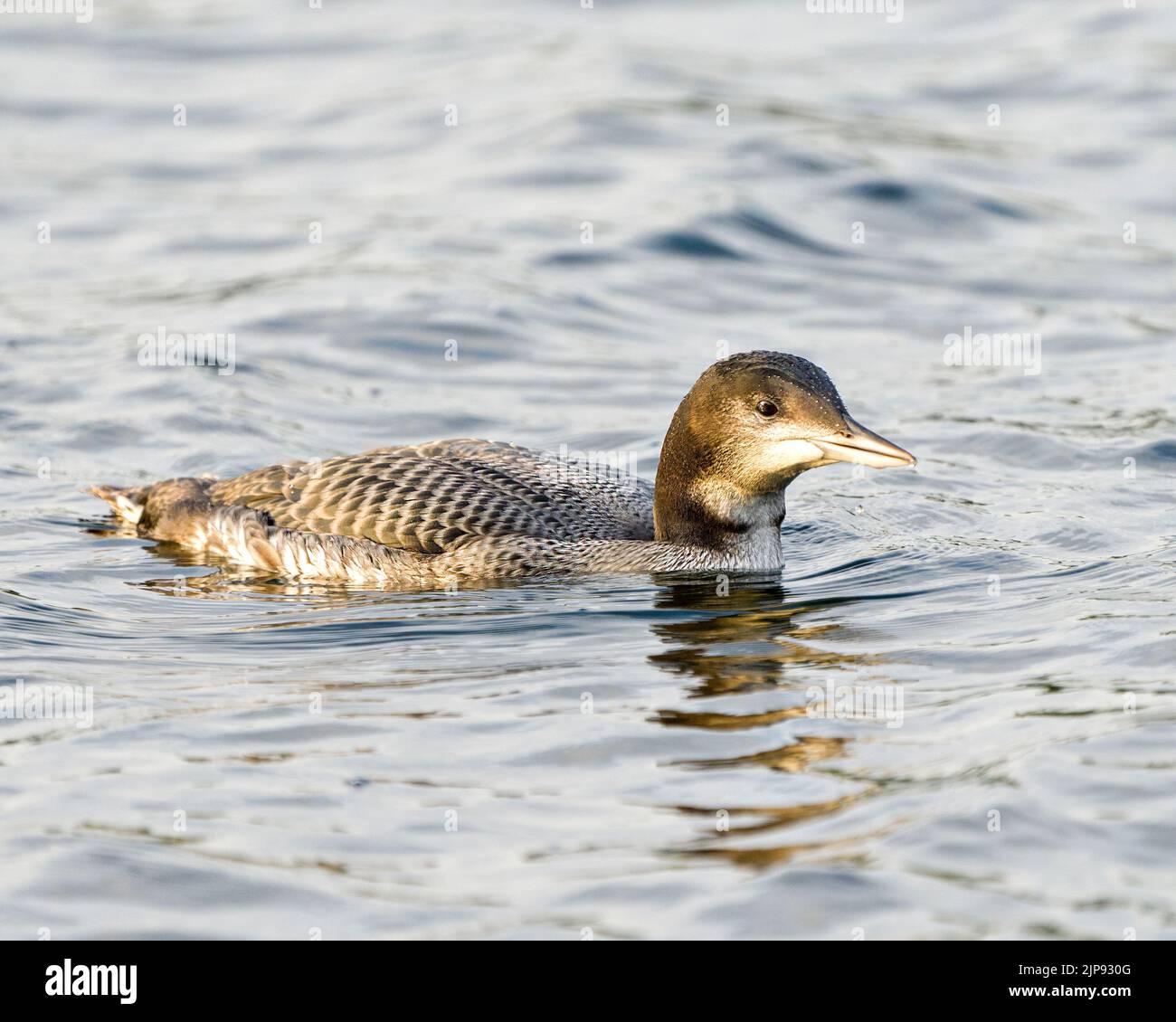 Loon juvénile commun nageant dans son environnement et son habitat environnant, affichant son plumage de plumes de stade croissant. Loon photo. Image. Image. Banque D'Images Loon juvénile commun nageant dans son environnement et son habitat environnant, affichant son plumage de plumes de stade croissant. Loon photo. Image. Image. Banque D'Images