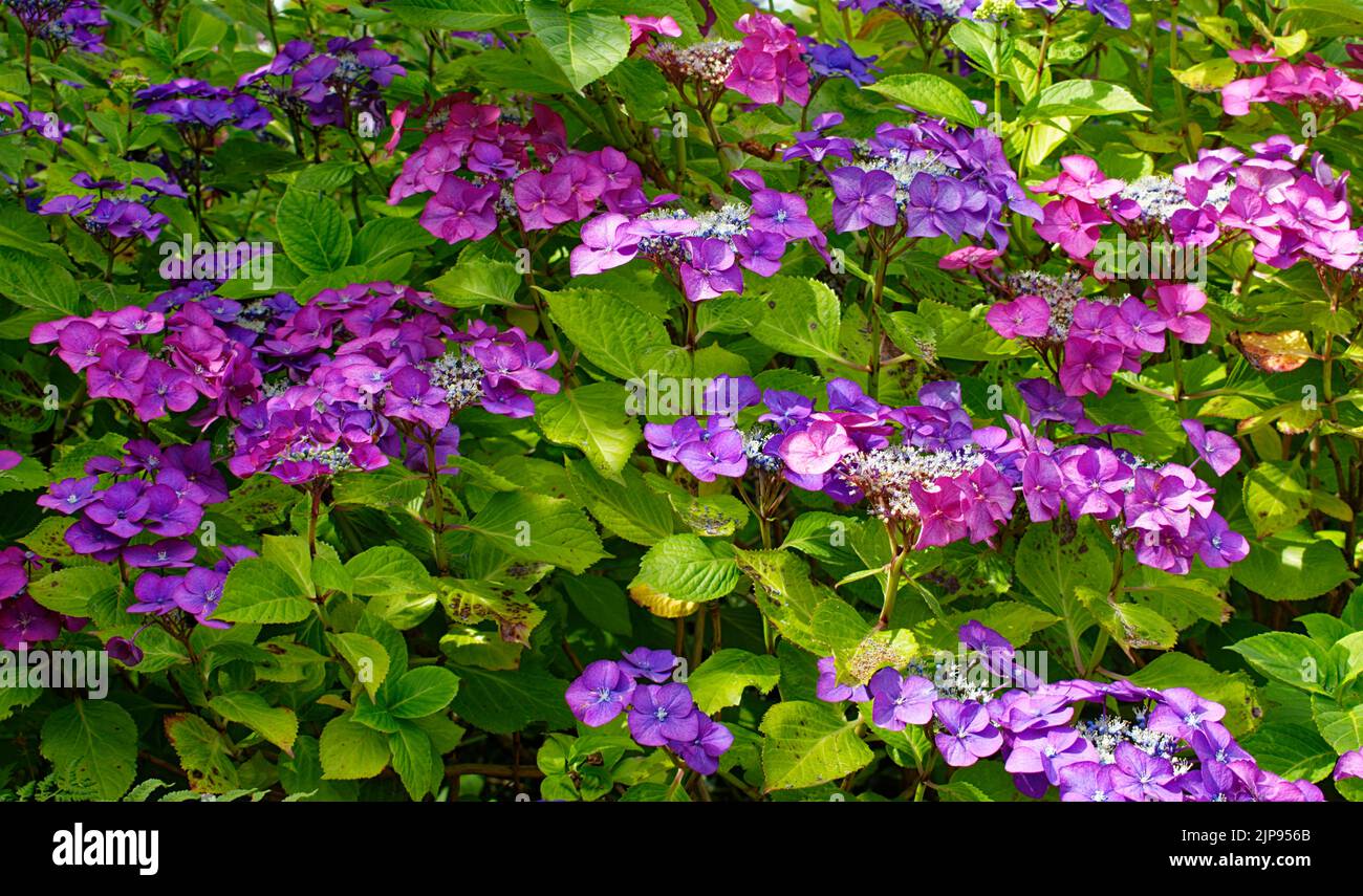 FLEURS VIOLETTES DE L'ARBUSTE HYDRANGEA HYDRANGEA EN ÉTÉ Banque D'Images
