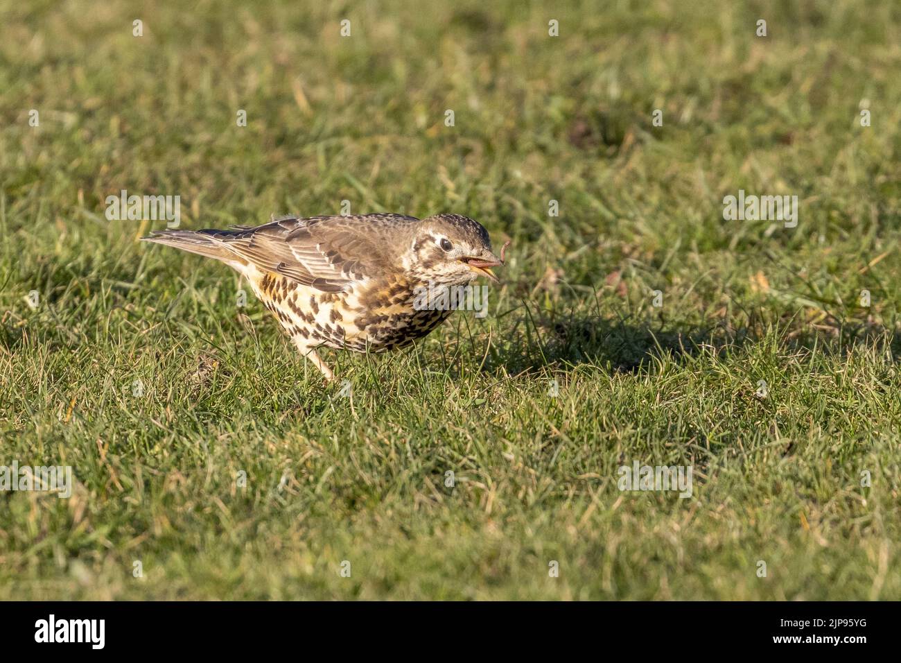 Mhistle throush, Turdus visciflorus, mangeant un ver, Angleterre, faune britannique Banque D'Images Mhistle throush, Turdus visciflorus, mangeant un ver, Angleterre, faune britannique Banque D'Images