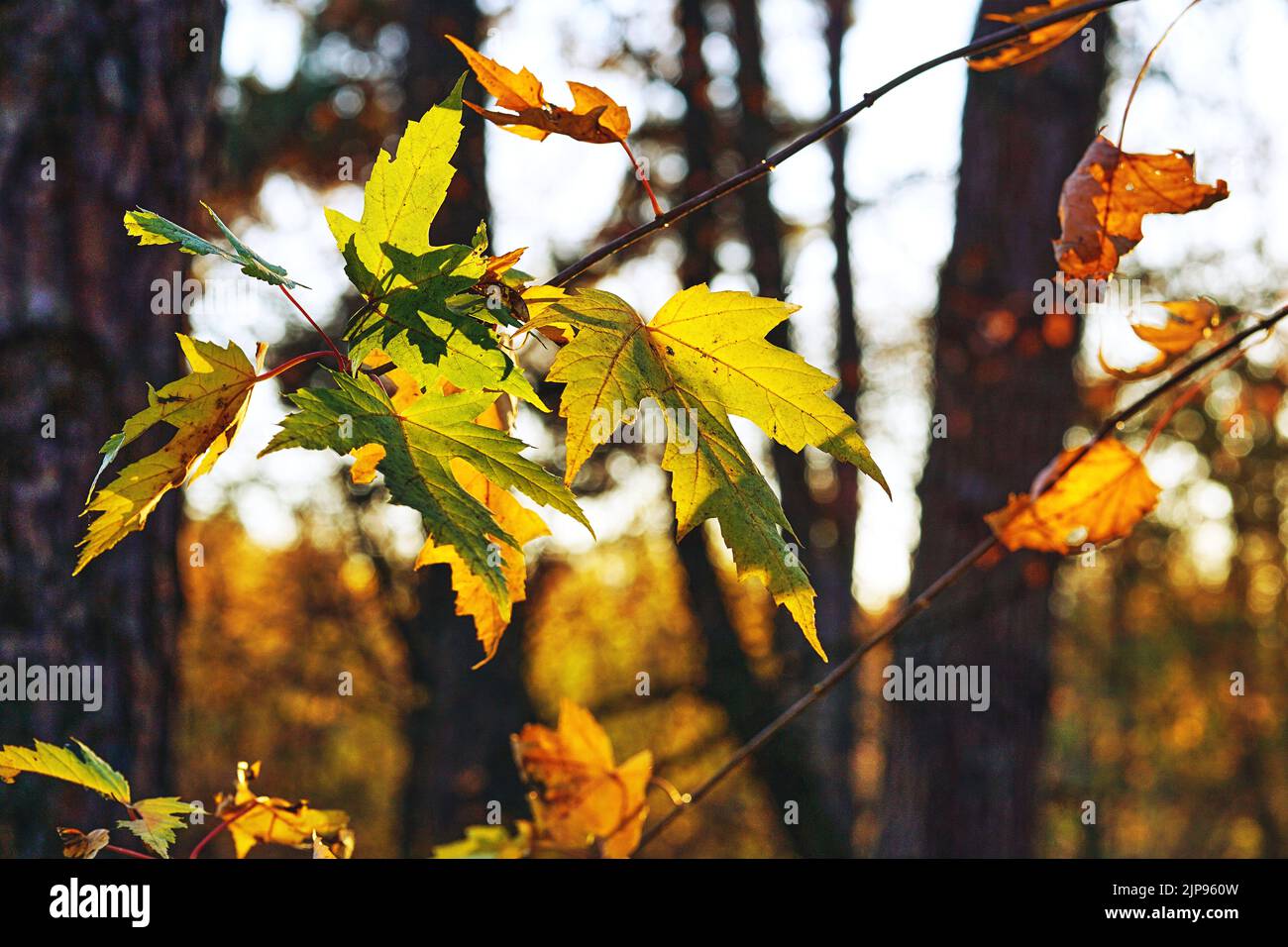 Automne feuilles d'érable brillantes dans la journée ensoleillée sur la forêt brune. Banque D'Images