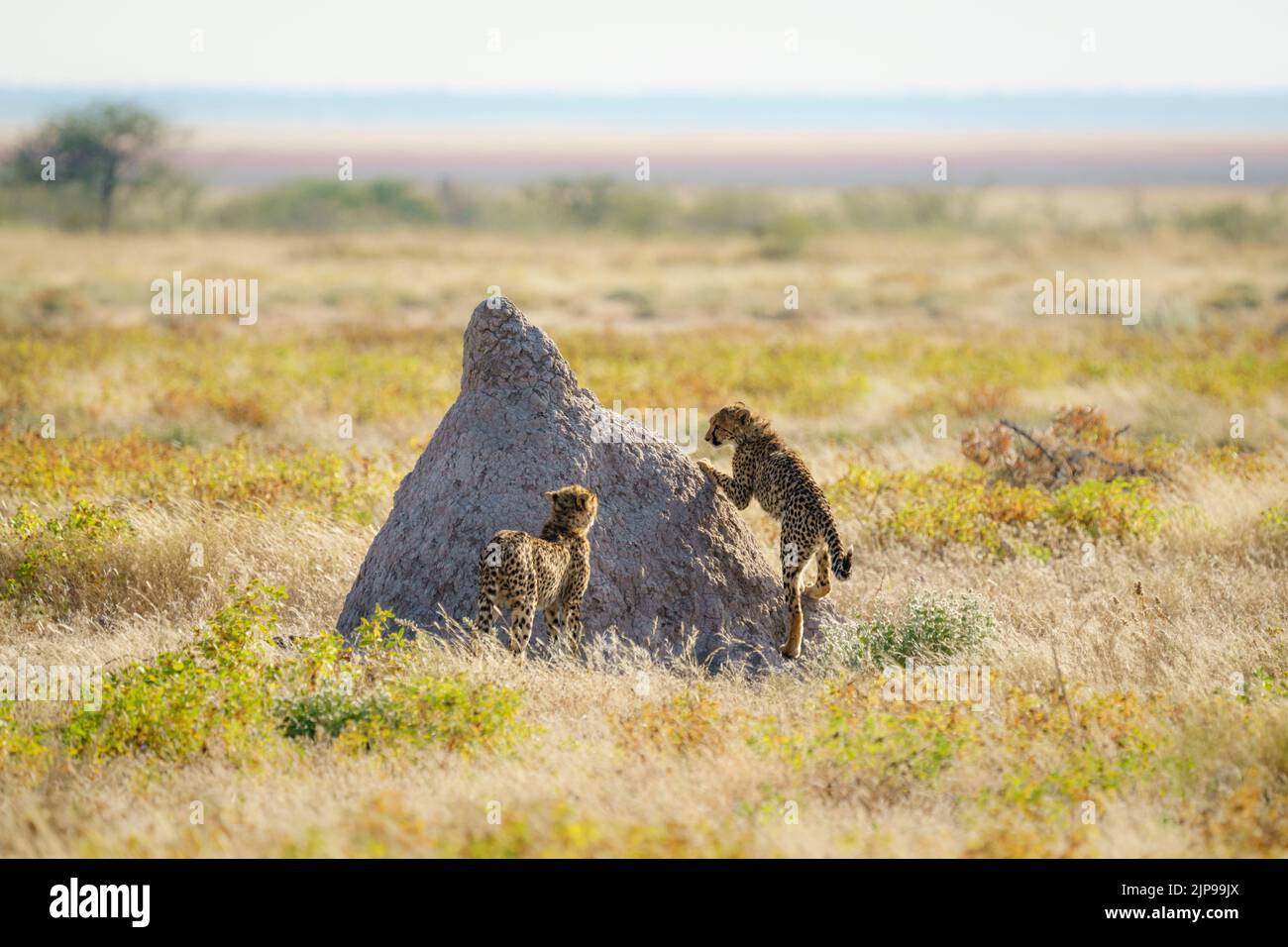 Cheetahs ( Acinonyx jubatus) 2 animaux sauvages jouent au combat. Parc national d'Etosha, Namibie, Afrique Banque D'Images