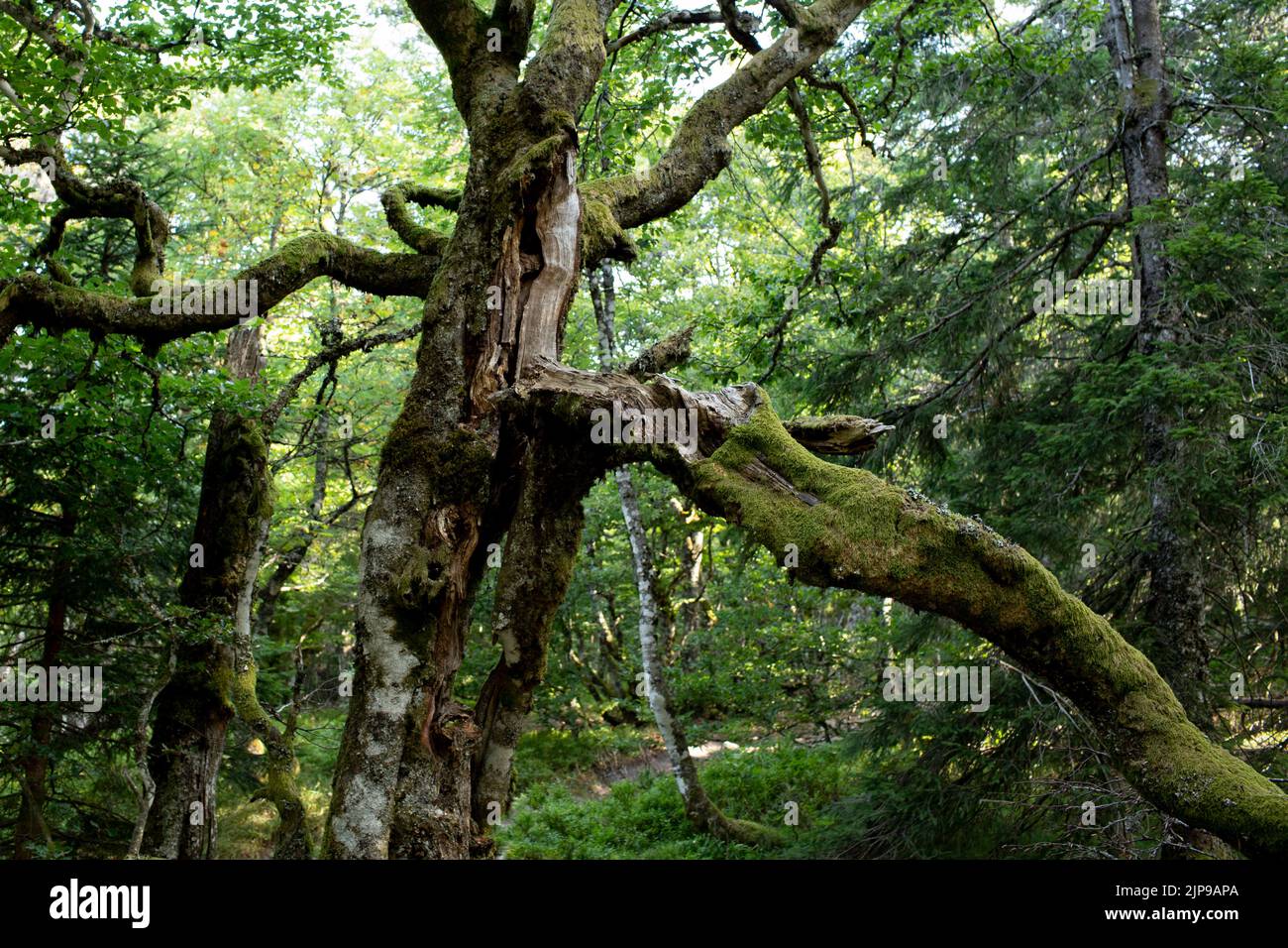 Forêt Vosgienne Banque D'Images