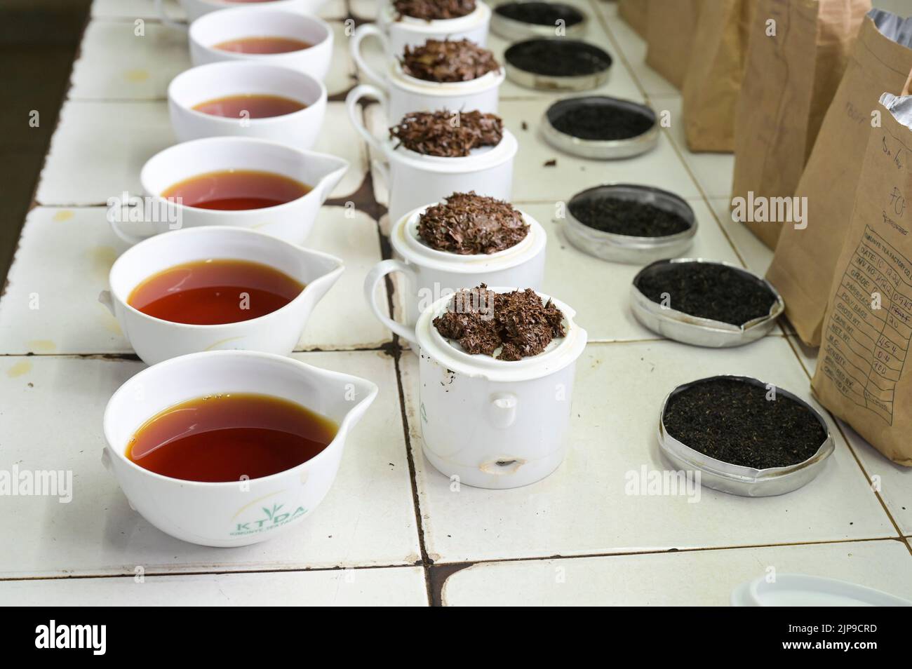 KENYA, Kimunye, usine de thé KTDA, tasses avec différentes qualités de thé pour la dégustation de thé, cuisine de thé, couleur et goût de thé Banque D'Images