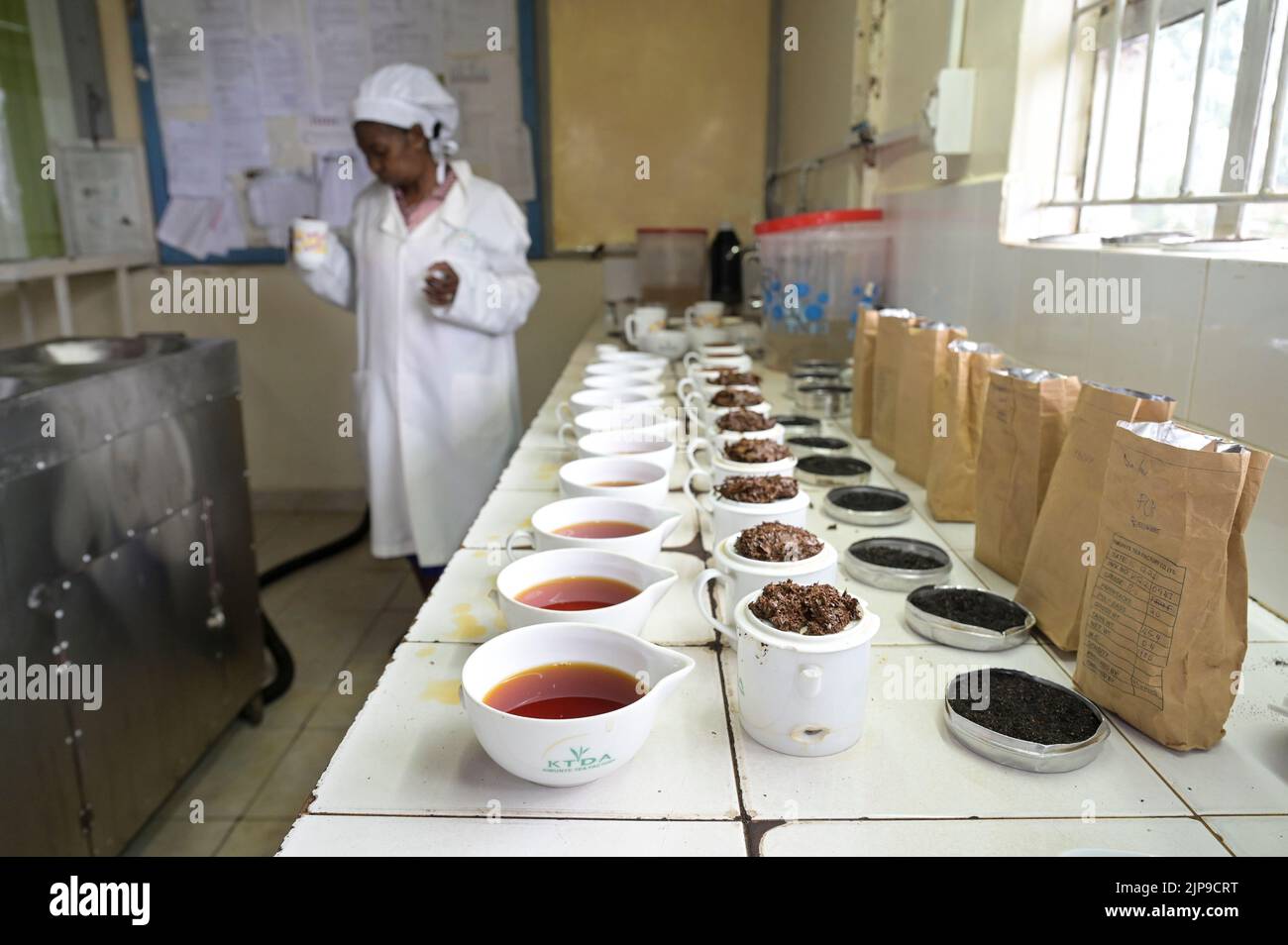 KENYA, Kimunye, usine de thé KTDA, tasses avec différentes qualités de thé pour la dégustation de thé, cuisine de thé, couleur et goût de thé Banque D'Images