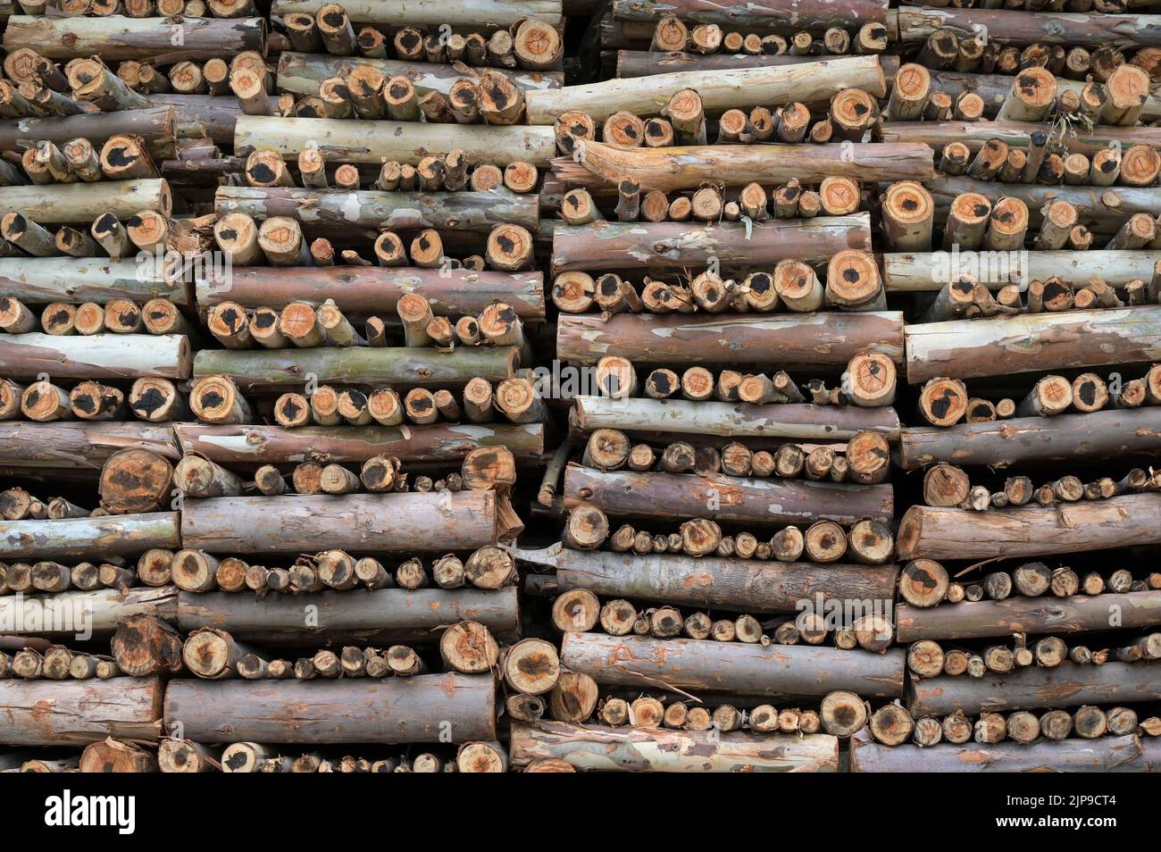 KENYA, Kimunye, usine de thé KTDA, bois de plantation d