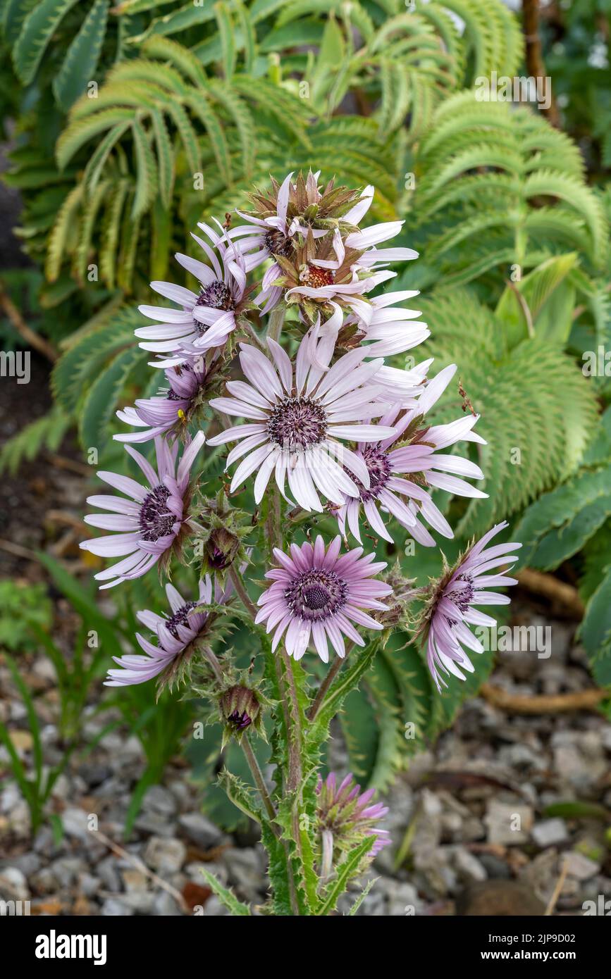 Berkheya purpurea 'Zulu Warrior' plante florale d'automne d'été avec un violet pâle Banque D'Images