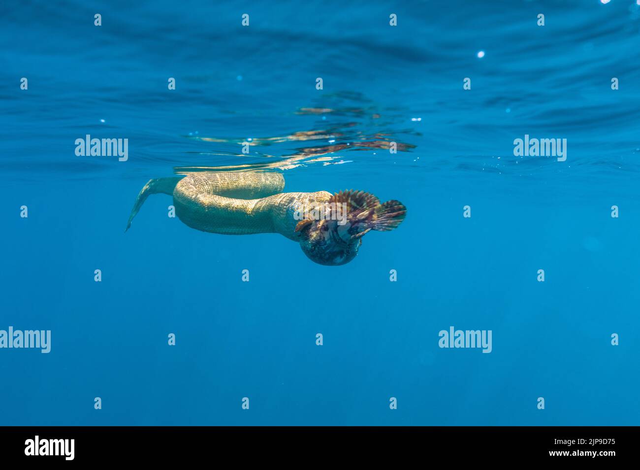 alimentation, proies, ​​serpent de mer, alimentation, alimentation Banque D'Images