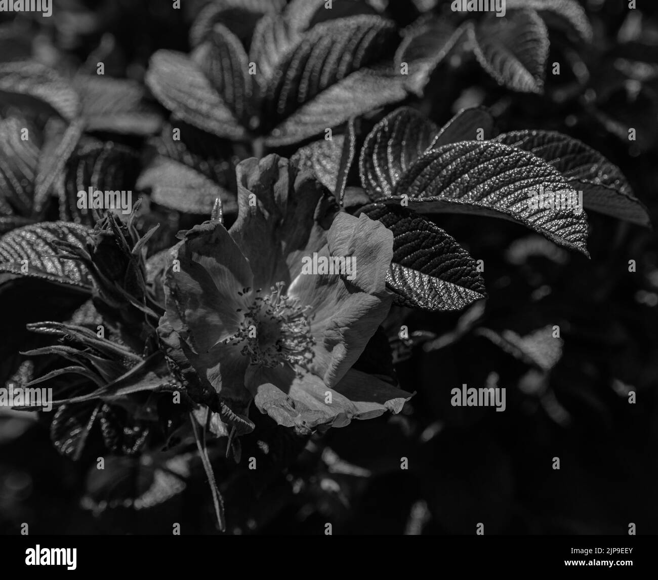 rose sauvage Banque D'Images