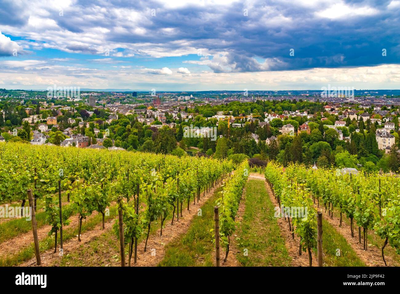 Belle vue panoramique de Wiesbaden, capitale de l'État de Hesse, en Allemagne, vue du vignoble Wiesbadener Neroberg sur la pente sud du Neroberg... Banque D'Images