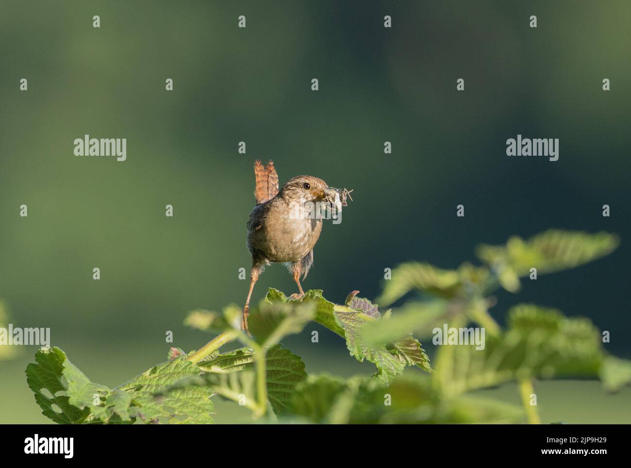 Wren avec de la nourriture dans son bec, près de l'abbaye de Fountain, North Yorkshire Banque D'Images