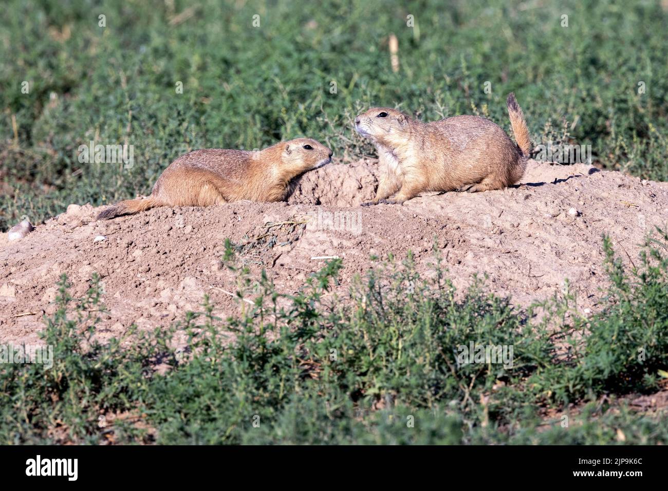 Chiens de prairie à queue noire (Cynomys ludovicianus) - Rocky Mountain Arsenal National Wildlife refuge, Commerce City, près de Denver, Colorado Banque D'Images