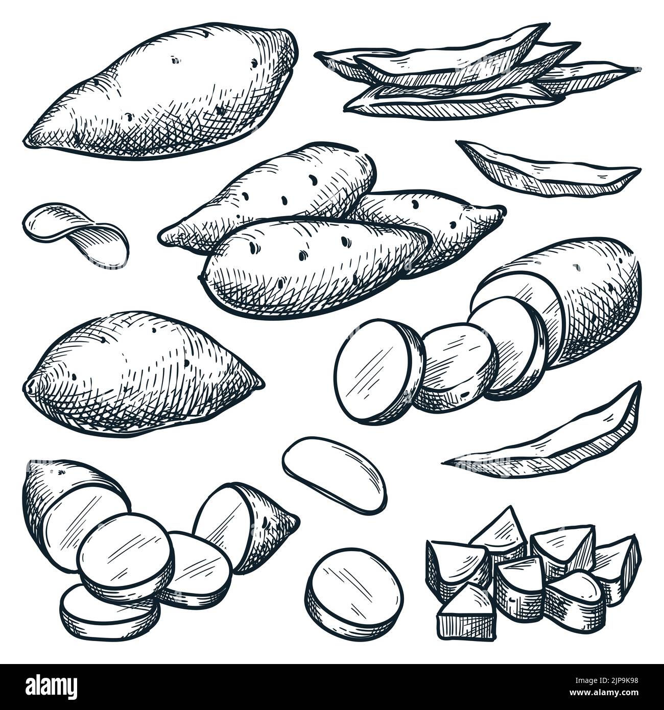 Illustration vectorielle d'esquisse de patate douce. Récolte de Yam, agriculture tirée à la main et éléments de conception isolés de ferme Illustration de Vecteur