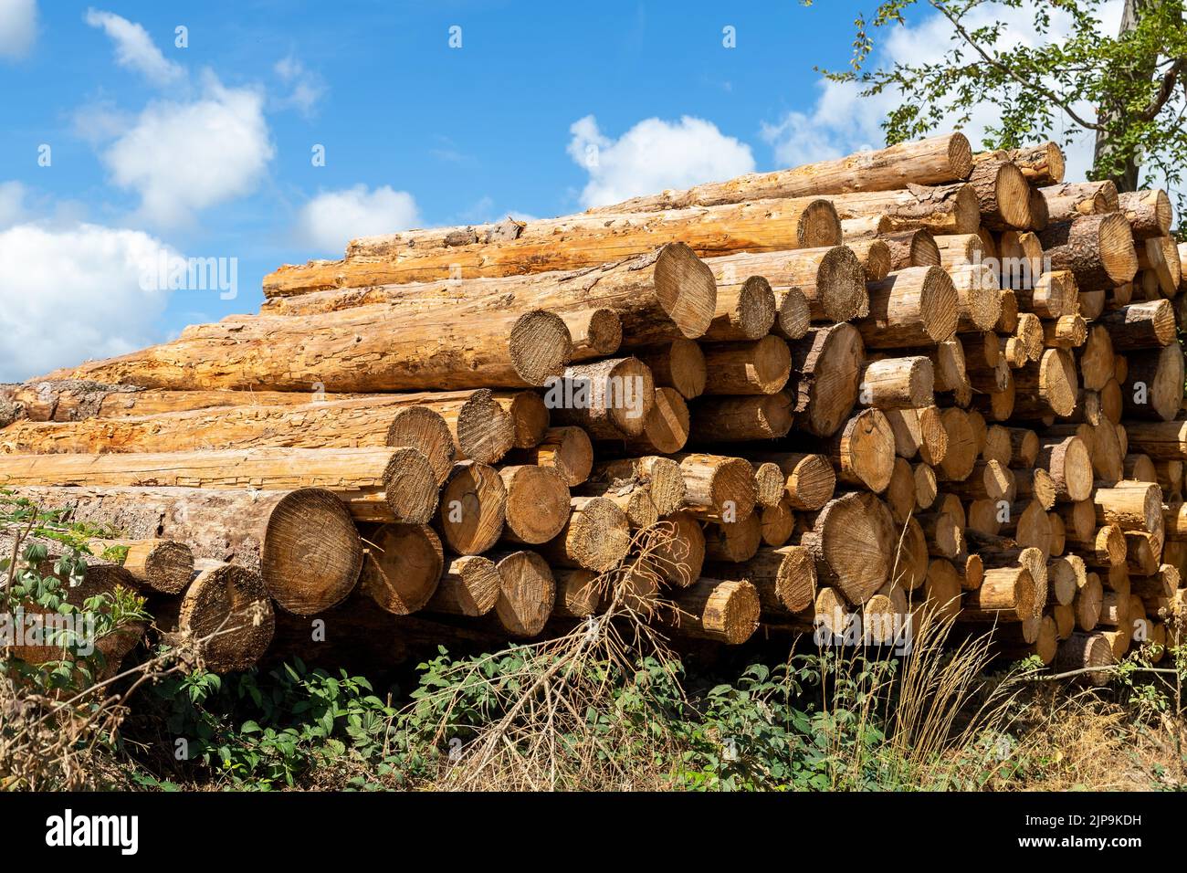 Scierie Avec Grumes Coupées Dans La Forêt Isolée, Gros Plan