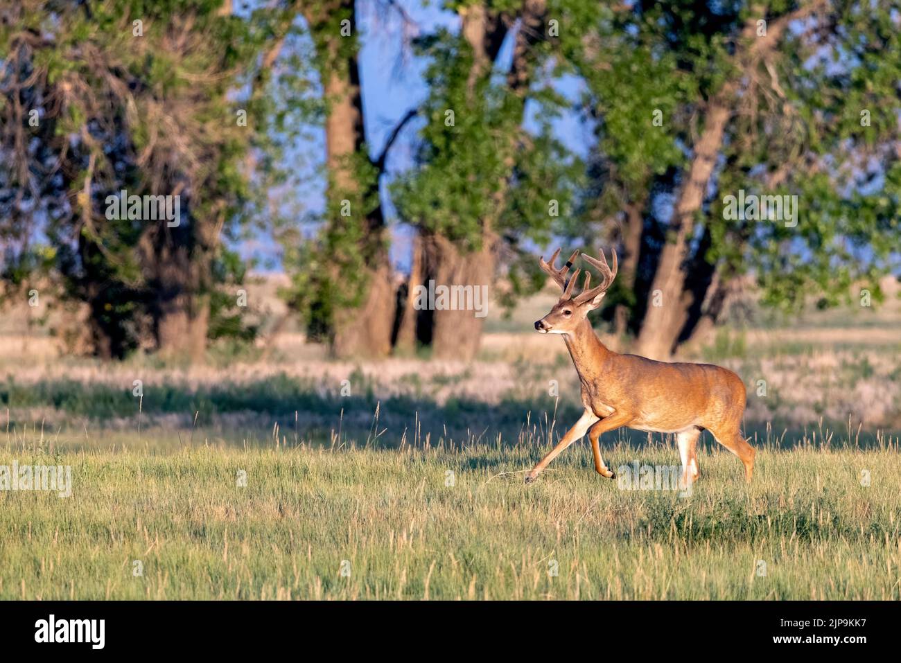 Le cerf de Virginie mâle (Odocoileus virginianus) en course dans la réserve naturelle nationale de Rocky Mountain Arsenal, Commerce City, près de Denver, Colorado Banque D'Images