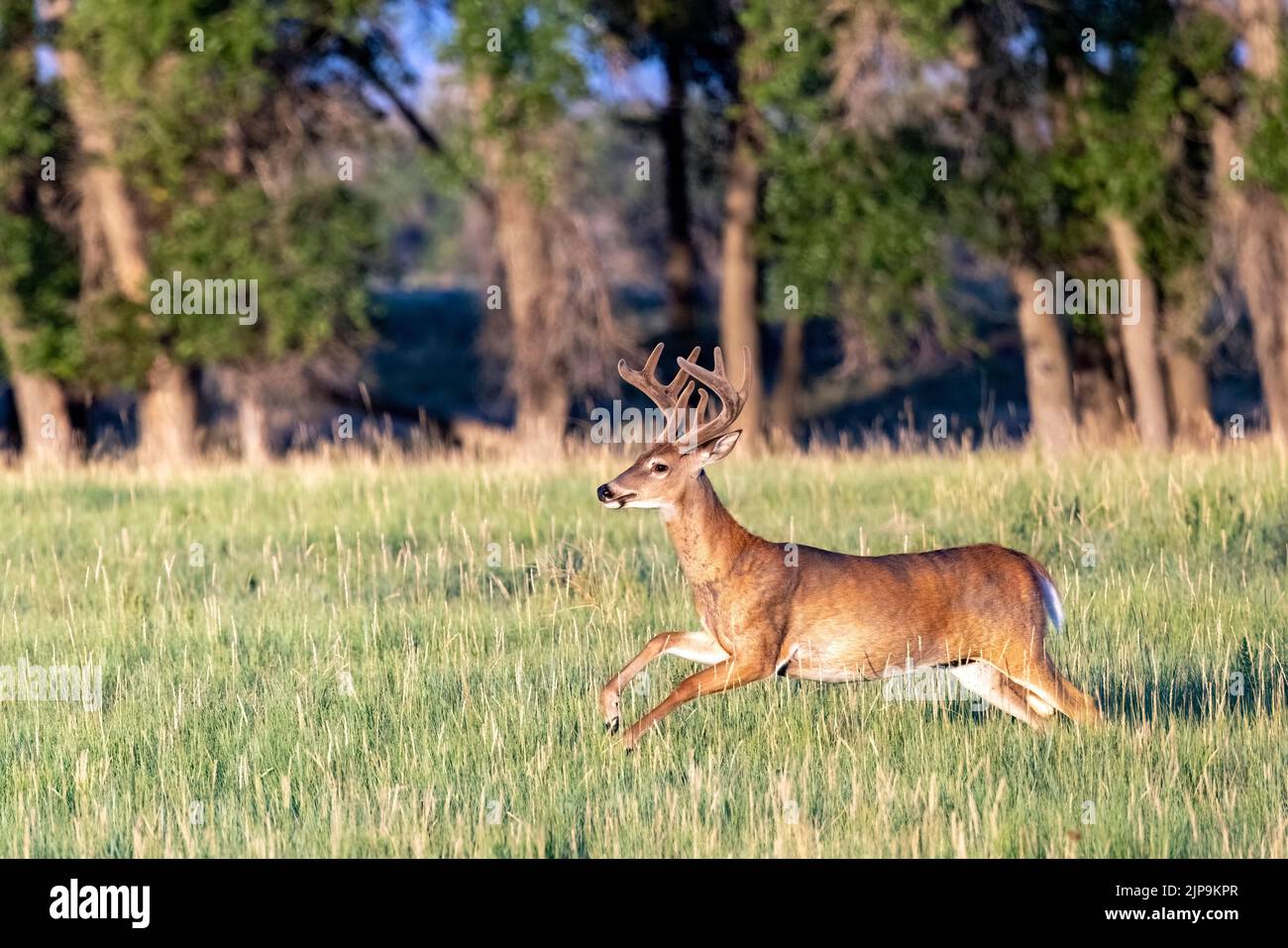 Le cerf de Virginie mâle (Odocoileus virginianus) en course dans la réserve naturelle nationale de Rocky Mountain Arsenal, Commerce City, près de Denver, Colorado Banque D'Images