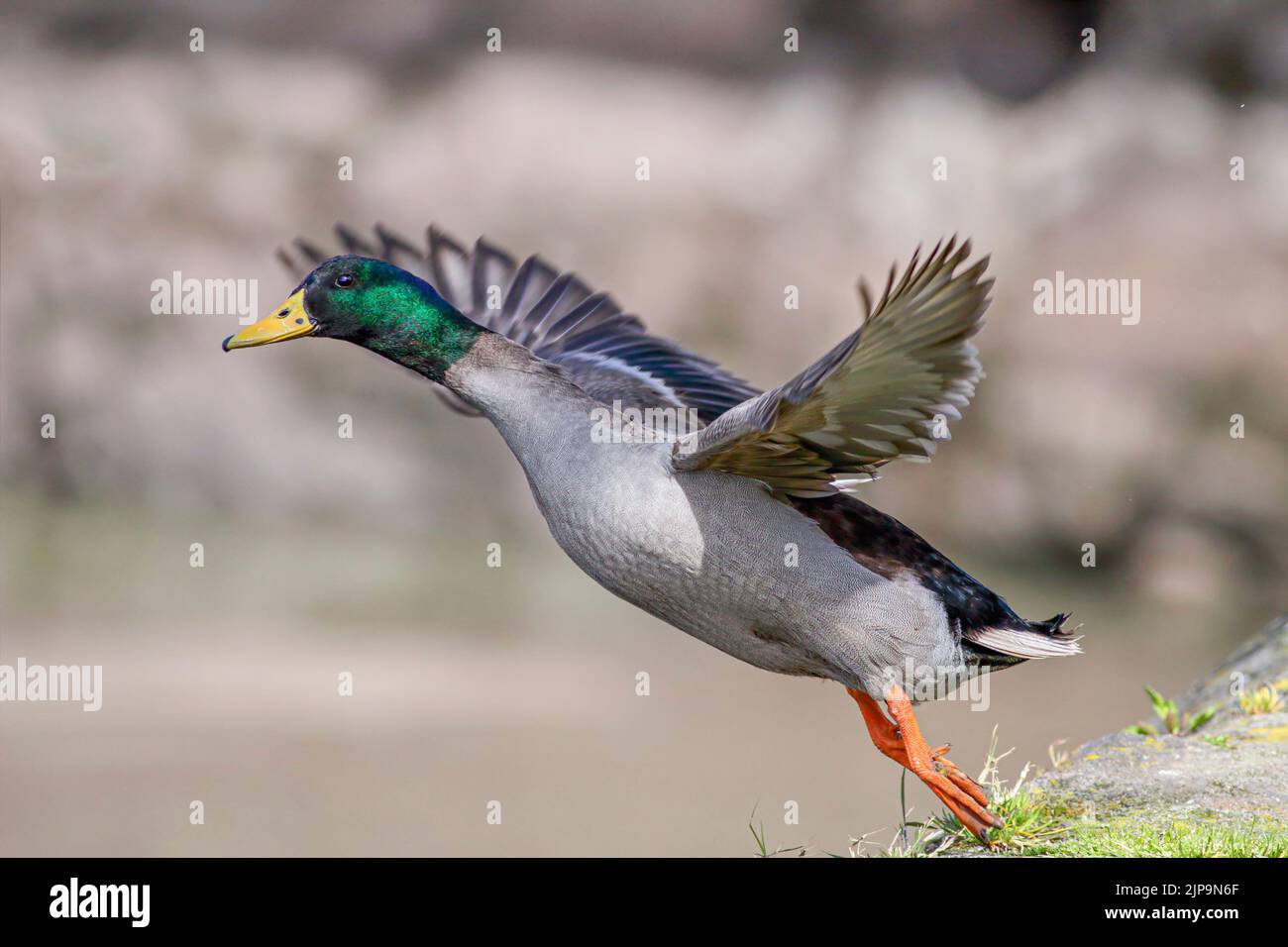 Canard sauvage au large de la frontière du Douro, au nord du Portugal Banque D'Images