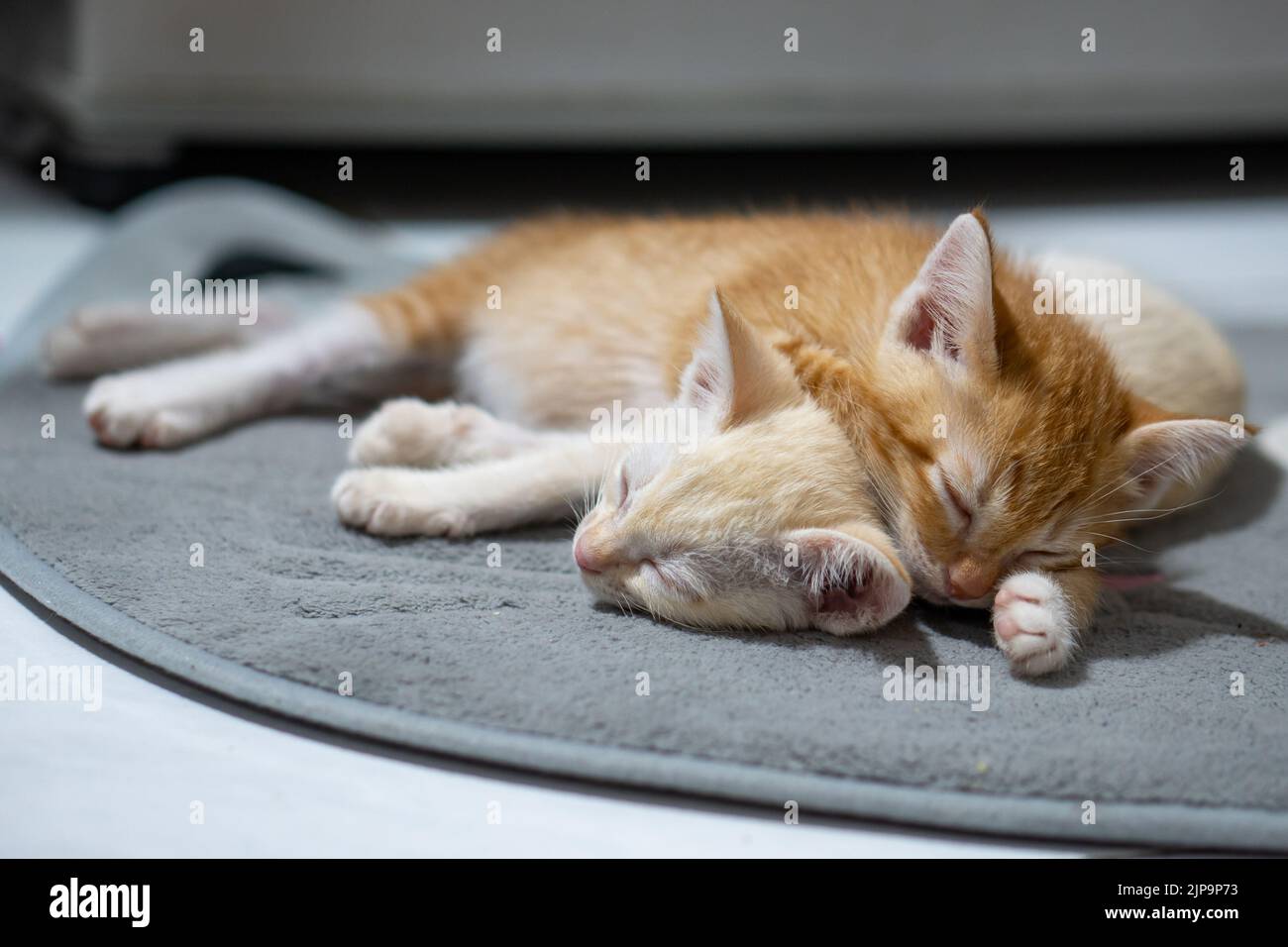 Chaton thaïlandais orange et blanc, 4 mois, dormant dans la maison. Banque D'Images