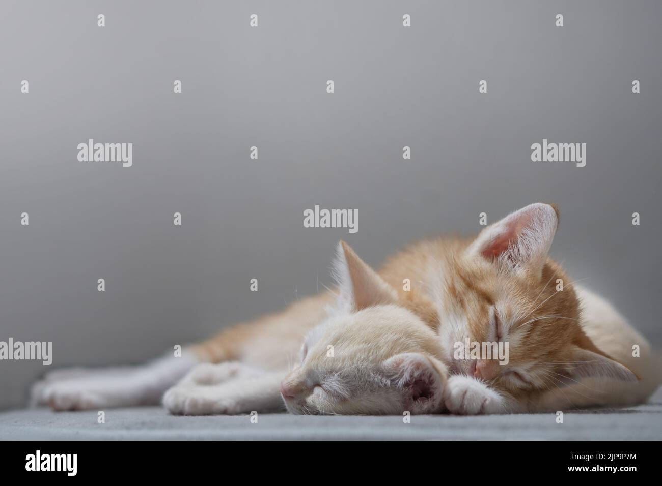 Chaton thaïlandais orange et blanc, 4 mois, dormant dans la maison. Banque D'Images