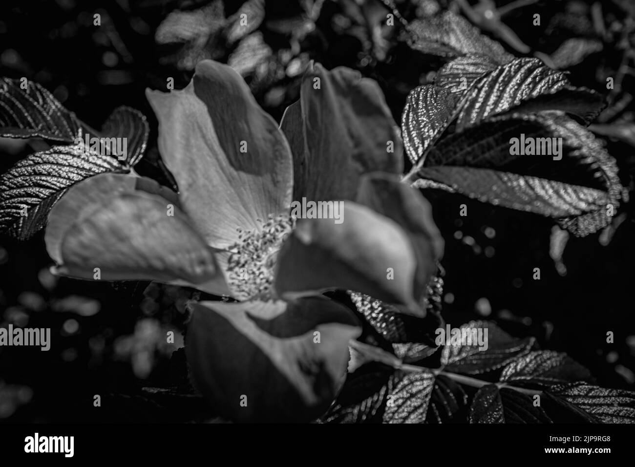 rose sauvage Banque D'Images