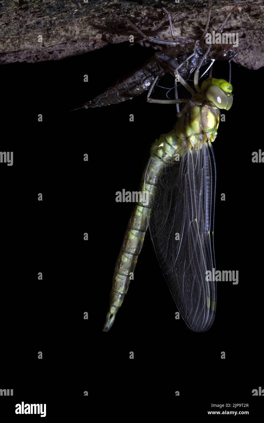 libellule, aubéciole du sud, aeshna cyanoe, libellules, aubéciole bleue Banque D'Images